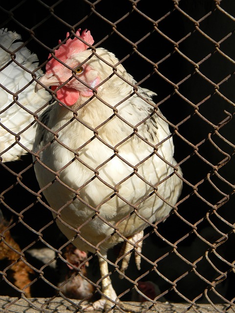 要改進的根 要改進的根